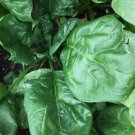 75 Giant Noble Spinach Seeds, Non-Gmo, Variety Sizes