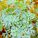 Rue 300 Seeds Repellent Spring Heirloom Herbs USA Seller