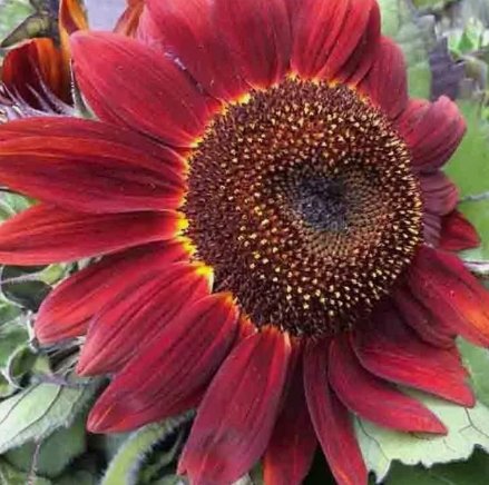 75 Red Sun Rare Sunflower Seeds Flowers Beautiful Tall Cut Non-Gmo Heirloom