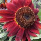 75 Red Sun Rare Sunflower Seeds Flowers Beautiful Tall Cut Non-Gmo Heirloom