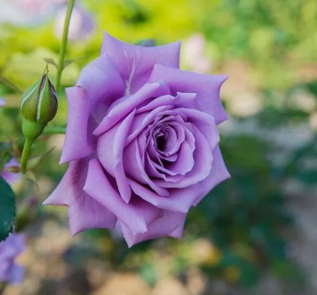 Blue Moon Tea Rose Seeds 10 Count~Unique~Germination Included