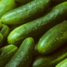 30 Garden Sweet Cucumber Seeds, Burpless, Organic, Non-Gmo