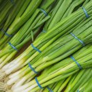250 Evergreen White Bunching Onion Seeds, Scallions, Non-Gmo, Heirlom
