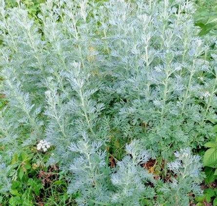 3000 Wormwood Absinthe Seeds Spring Perennial Mosquito Pests Deer Repellent