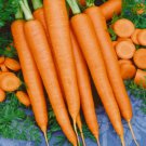 Tendersweet Carrot Seeds 1000 Vegetable Garden Non-Gmo Usa Seller