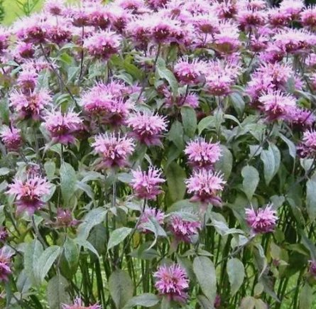 Bee Balm Wild Bergamot Perennial Beneficial Bees Hummingbirds Non-Gmo 500 Seeds!