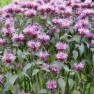 Bee Balm Wild Bergamot Perennial Beneficial Bees Hummingbirds Non-Gmo 500 Seeds!