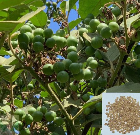 20 Pea Eggplant, Brush Eggplant, Turkey Berry, Thai Pea Eggplant Seeds