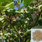 20 Pea Eggplant, Brush Eggplant, Turkey Berry, Thai Pea Eggplant Seeds
