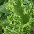250 Southern Giant Curled Mustard Seeds, Non-Gmo, Southern Curled