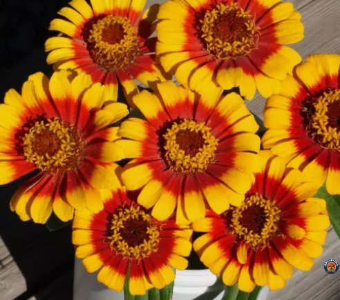250 Zinnia Elegans &acirc;��Sombrero&acirc;�� Flower Seeds