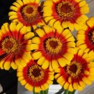 250 Zinnia Elegans ‘Sombrero’ Flower Seeds