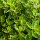 4000 Italian Oregano Herb Seeds, Origanum Vulgare, Non-Gmo, Variety Sizes USA