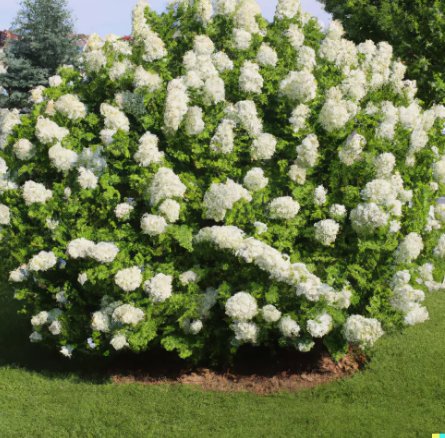 50 Hydrangea Seeds - White Flower Bush, Hedge, Shrub | Hydrangea Quercifolia
