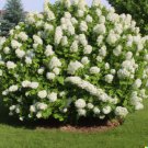 50 Hydrangea Seeds - White Flower Bush, Hedge, Shrub | Hydrangea Quercifolia