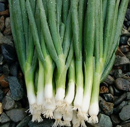 200 Evergreen Bunching Onion Seeds ~ Heirloomseedguy ~ 2024 ~ Non-Gmo