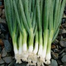 200 Evergreen Bunching Onion Seeds ~ Heirloomseedguy ~ 2024 ~ Non-Gmo