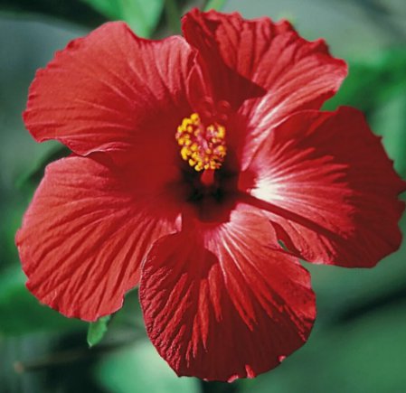 Red/Pink/White Hibiscus 100 Seeds: Beautiful, Hardy Perennials USA Seller