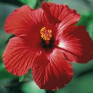 Red/Pink/White Hibiscus 100 Seeds: Beautiful, Hardy Perennials USA Seller
