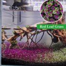 Read Leaf Grass Aquarium Plant Seed Fish Tank Aquatic Water Grass Carpet Foreground Easy Plants