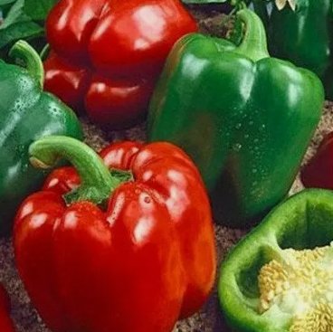 California Wonder 300 Tmr Bell Pepper Seeds Heirloom  NonGmo 1006 Buy Seeds Online