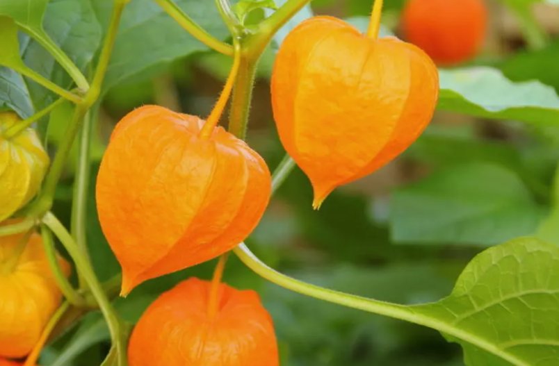 Ground Cherry 50 Seeds NonGmo Cape Gooseberry Chinese Lantern  Buy Seeds Online