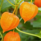 Ground Cherry 50 Seeds NonGmo Cape Gooseberry Chinese Lantern  Buy Seeds Online