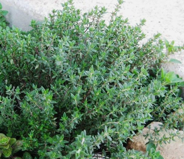 1000 Thyme Seeds (Thymus Vulgaris)  Heirloom NonGmo  Herb Seeds Buy Seeds Online