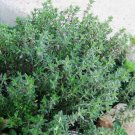 1000 Thyme Seeds (Thymus Vulgaris)  Heirloom NonGmo  Herb Seeds Buy Seeds Online