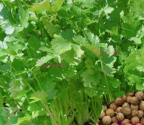 100 Cilantro Seeds Slow Bolt Cilantro Seeds NonGmo Vegetable Seeds Buy Seeds Online