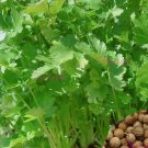100 Cilantro Seeds Slow Bolt Cilantro Seeds NonGmo Vegetable Seeds Buy Seeds Online
