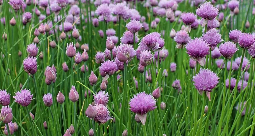 300 Common Chives Seeds NonGmo Variety Sizes Sold Buy Seeds Online