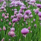 300 Common Chives Seeds NonGmo Variety Sizes Sold Buy Seeds Online