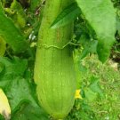 10 Luffa Sponge Gourd Seeds Vegetable Sponge Dishcloth Gourd NonGmo  Buy Seeds Online