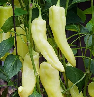 30 Sweet Banana Pepper Seeds Heirloom  NonGmo  Seed Store 1017 Buy Seeds Online
