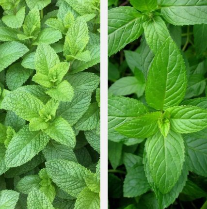 Mixed Mint Seeds 500 Peppermint  Spearmint Herb NonGmo Heirloom Vegetable Buy Seeds Online