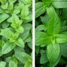 Mixed Mint Seeds 500 Peppermint  Spearmint Herb NonGmo Heirloom Vegetable Buy Seeds Online