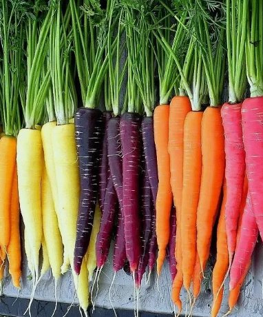 300 Rainbow Carrot Blend Mix Seeds Colorful NonGmo Beta Carotene Vitamin A Buy Seeds Online