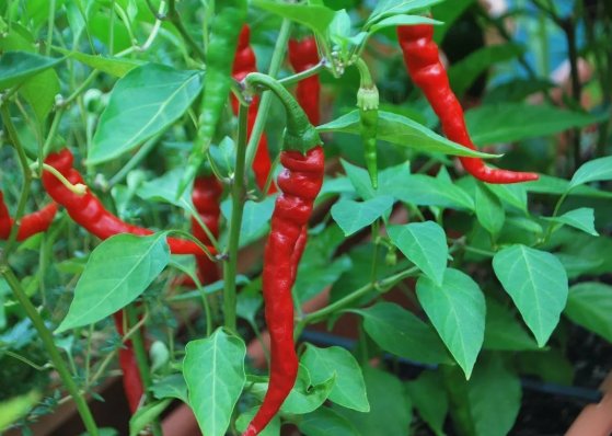 50 Cayenne Long Red Thin Pepper Seeds NonGmo Variety Sizes  Buy Seeds Online