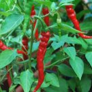50 Cayenne Long Red Thin Pepper Seeds NonGmo Variety Sizes  Buy Seeds Online