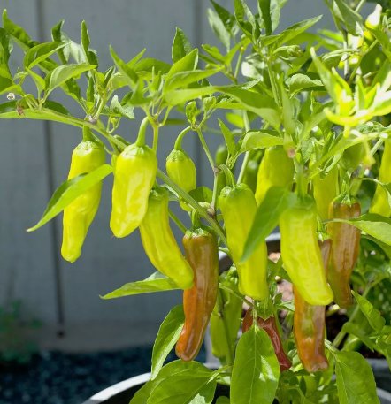 30 Golden Greek Pepperoncini Pepper Seeds NonGmo  1000 Buy Seeds Online