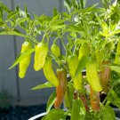 30 Golden Greek Pepperoncini Pepper Seeds NonGmo  1000 Buy Seeds Online