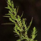 300 Epazote Seeds Mastruz Chenopodium Ambrosioides Mexican Herb Buy Seeds Online