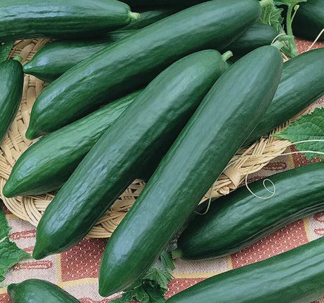 50 Tendergreen Burpless Cucumber Seeds NonGmo  Seed Store 1062  Buy Seeds Online