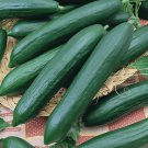 50 Tendergreen Burpless Cucumber Seeds NonGmo  Seed Store 1062  Buy Seeds Online