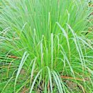 400 Lemongrass Seeds Lemon Grass Mosquito Insect Repellent Fresh NonGmo Buy Seeds Online