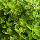 4000 Italian Oregano Herb Seeds Origanum Vulgare NonGmo Variety Sizes Buy Seeds Online