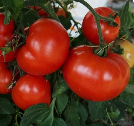 50 Seeds New Girl Tomato Tomatoe Vegetable Garden Edible Canning Buy Seeds Online