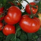 50 Seeds New Girl Tomato Tomatoe Vegetable Garden Edible Canning Buy Seeds Online