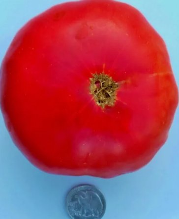25 Mortgage Lifter Halladay'S 25 Fresh Tomato Seeds Buy Seeds Online